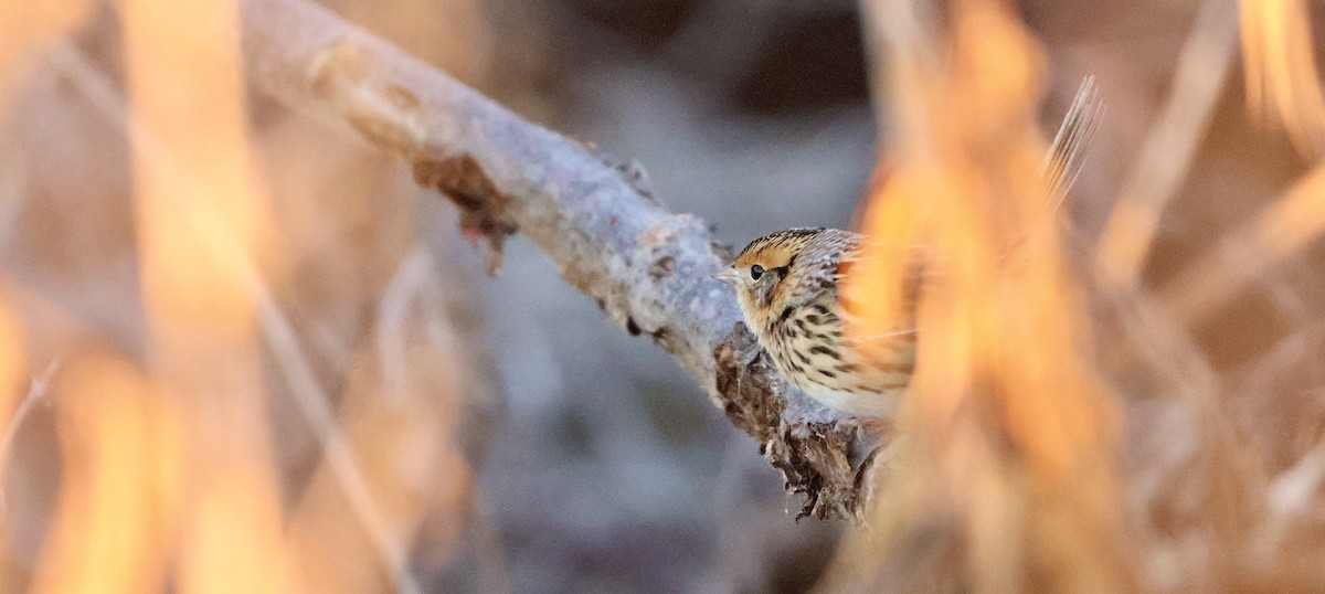 LeConte's Sparrow - ML645192476