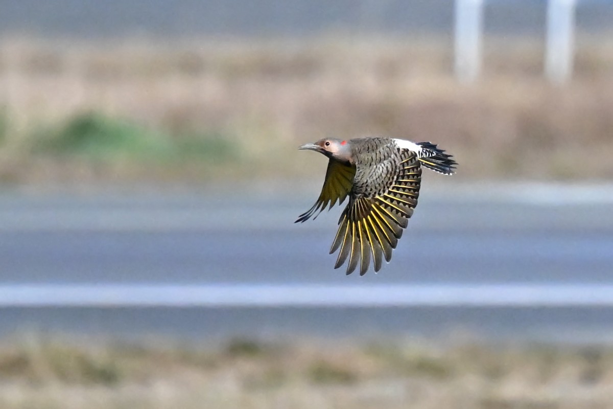 Northern Flicker - ML645192516
