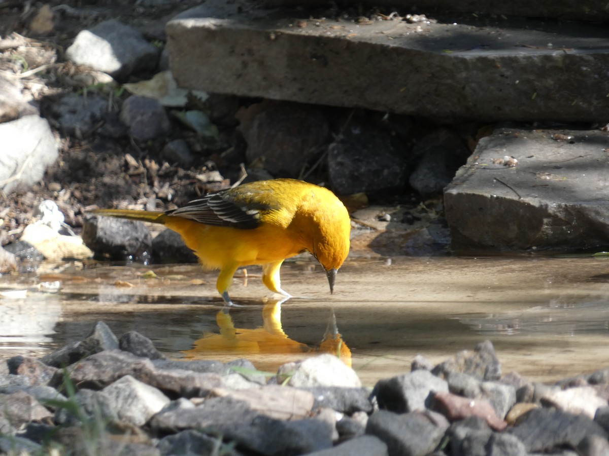 Altamira Oriole - ML645192520