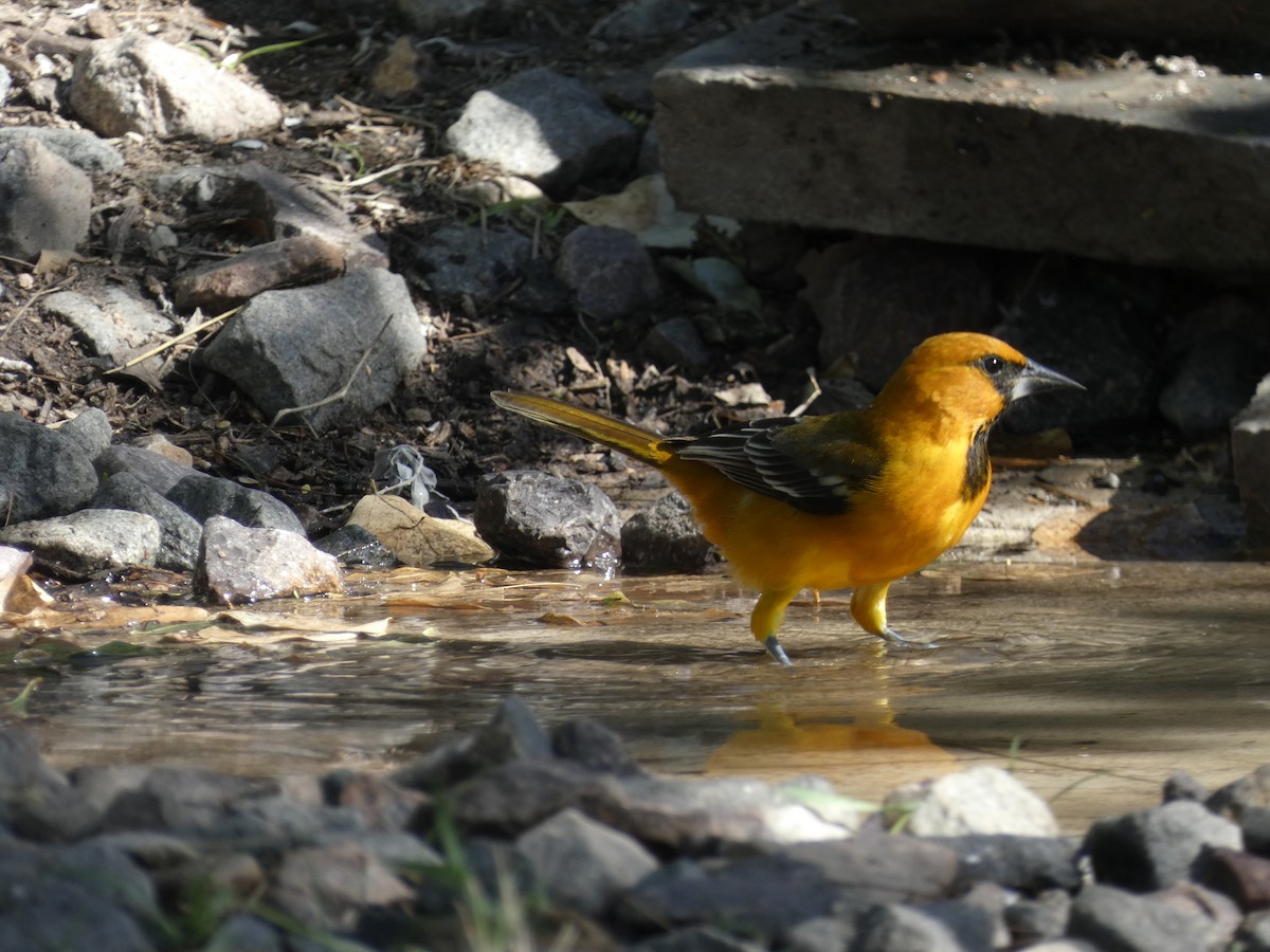Altamira Oriole - ML645192521