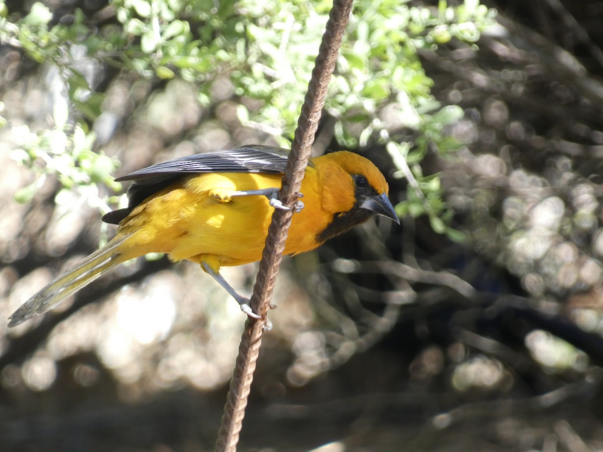 Altamira Oriole - ML645192522