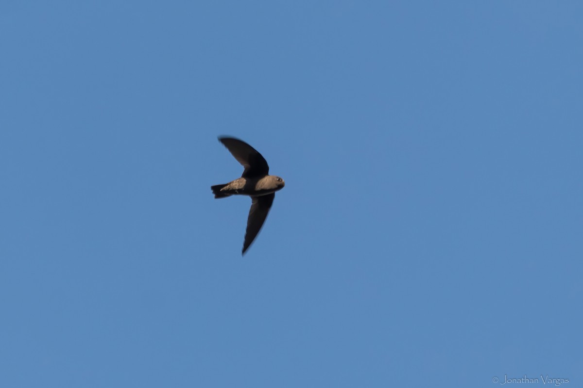 Chestnut-collared Swift - ML645192528
