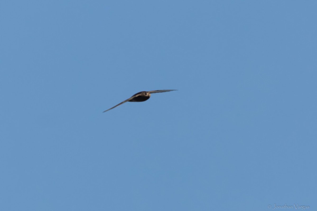 Chestnut-collared Swift - ML645192529