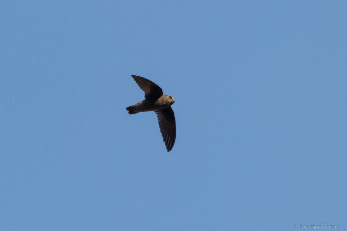 Chestnut-collared Swift - ML645192530