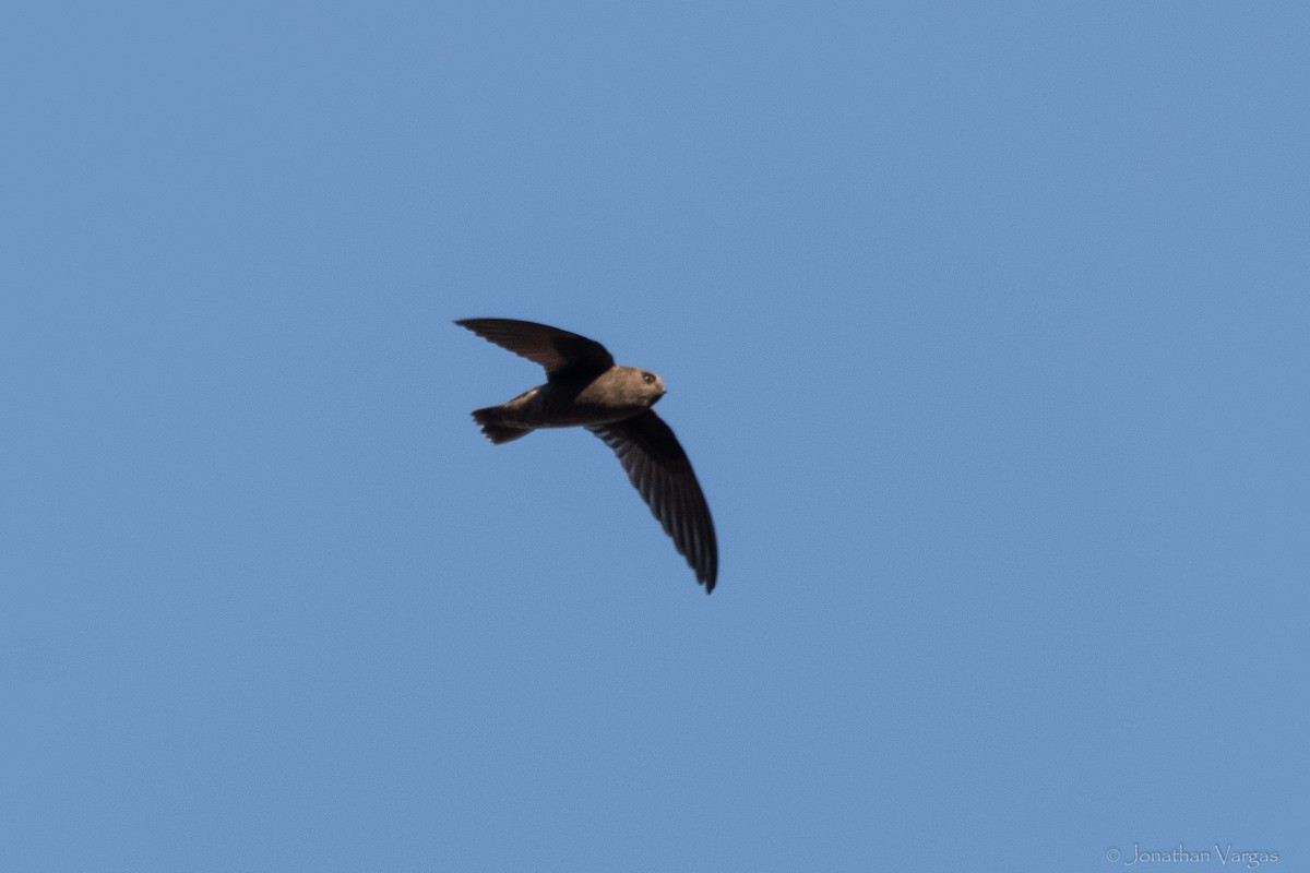Chestnut-collared Swift - ML645192531
