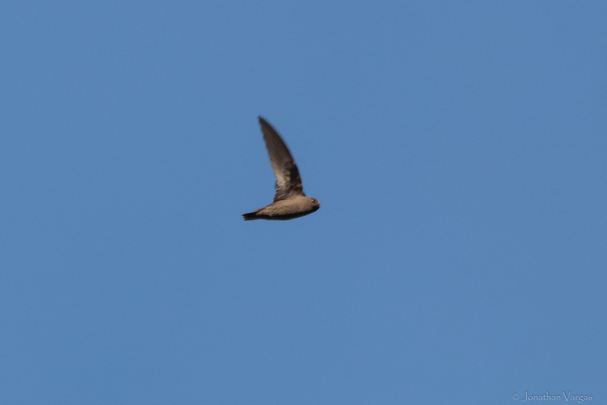 Chestnut-collared Swift - ML645192533