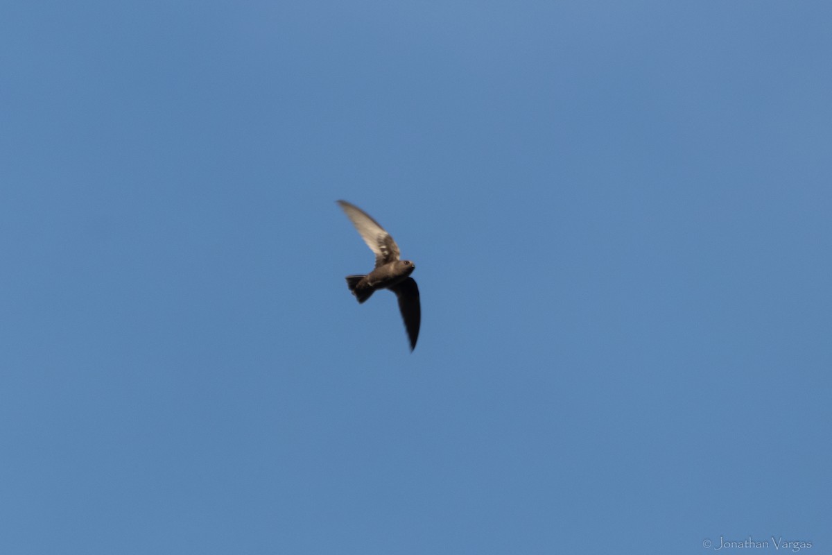 Chestnut-collared Swift - ML645192537