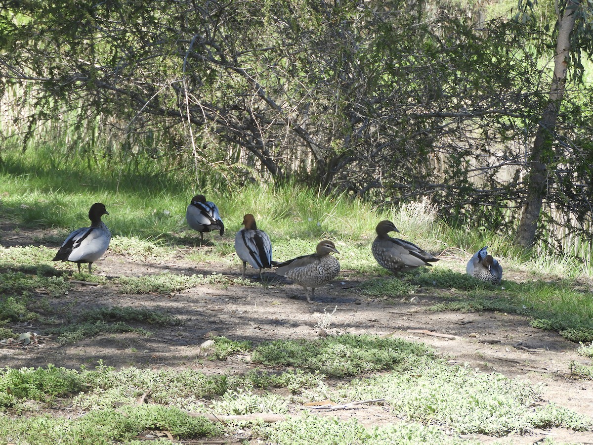 Maned Duck - ML645192544
