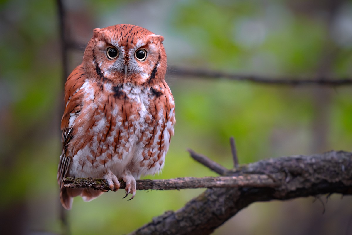 Eastern Screech-Owl - ML645192547
