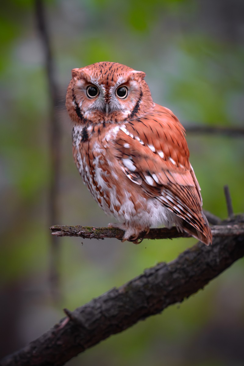 Eastern Screech-Owl - ML645192548