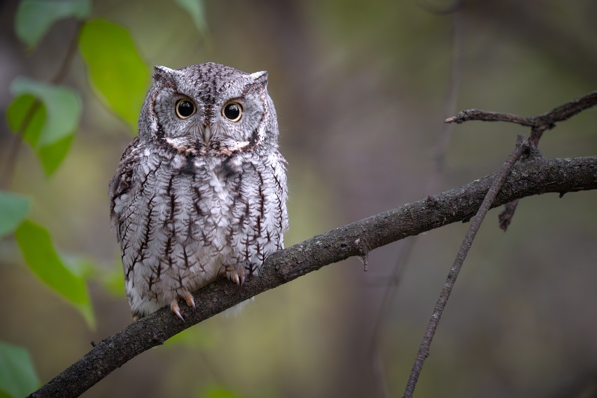 Eastern Screech-Owl - ML645192549