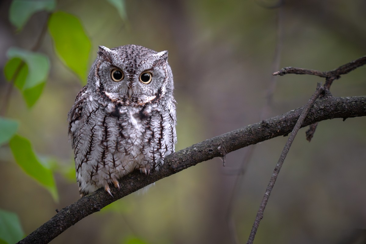 Eastern Screech-Owl - ML645192550
