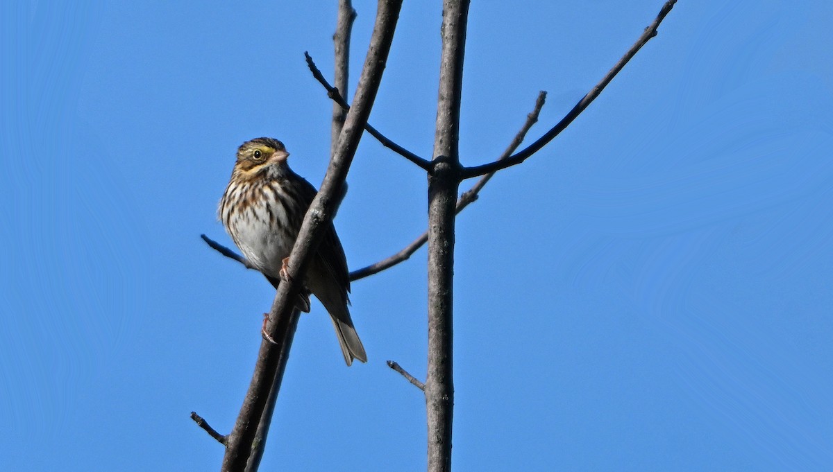 Savannah Sparrow - ML645192555