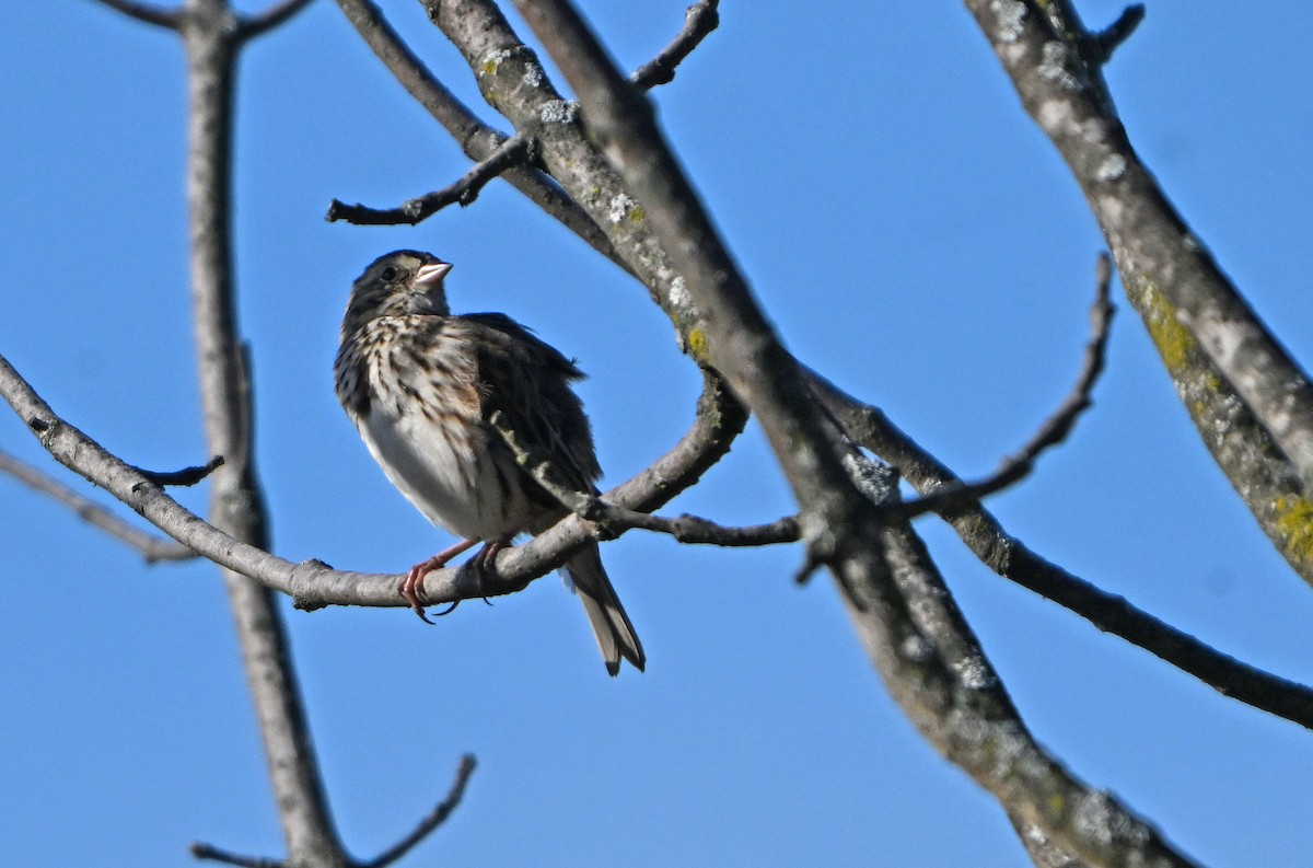 Savannah Sparrow - ML645192556