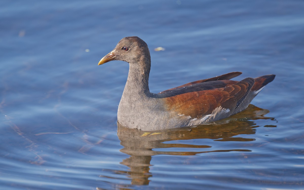 Common Gallinule - ML645192557