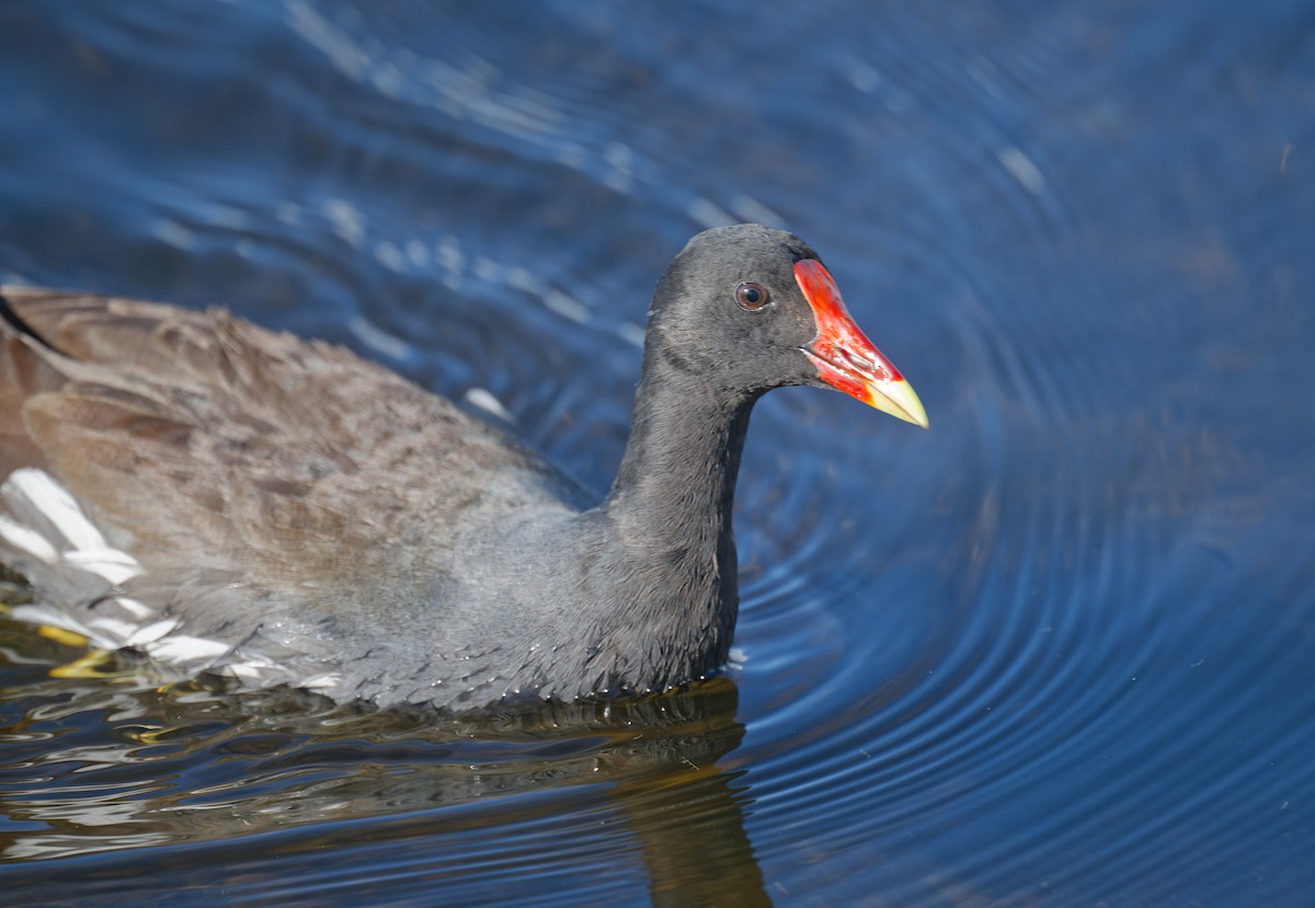 Common Gallinule - ML645192558