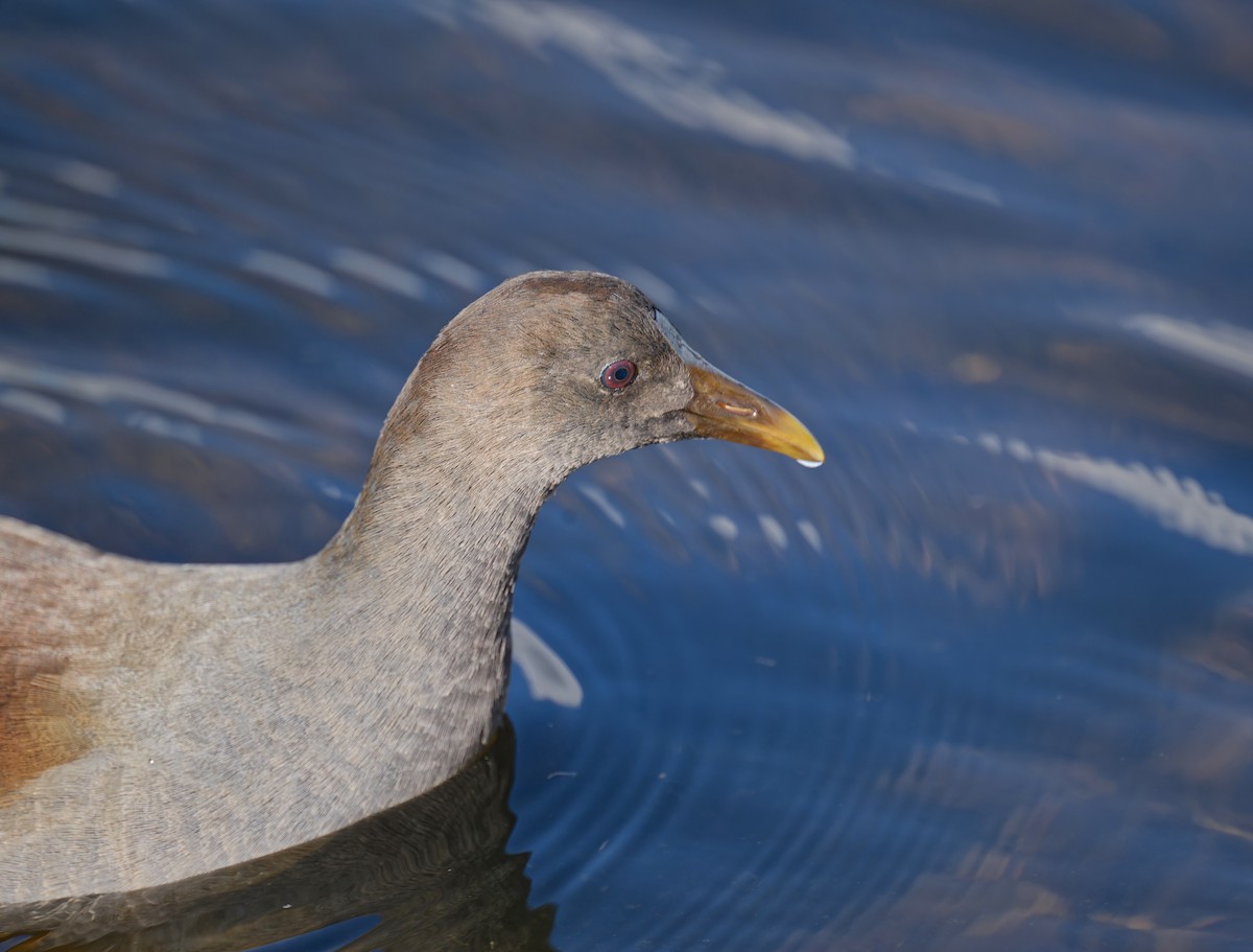 Common Gallinule - ML645192559