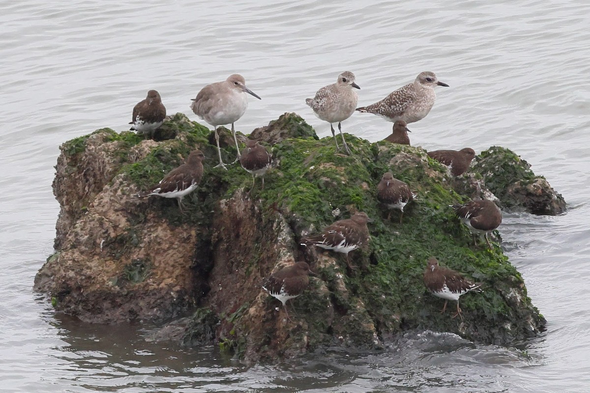 Black Turnstone - ML645192565