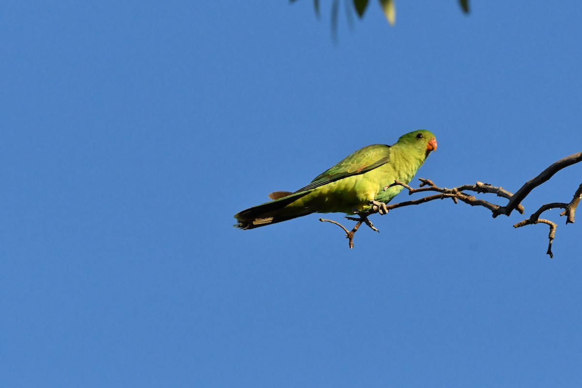 Red-winged Parrot - ML645192566