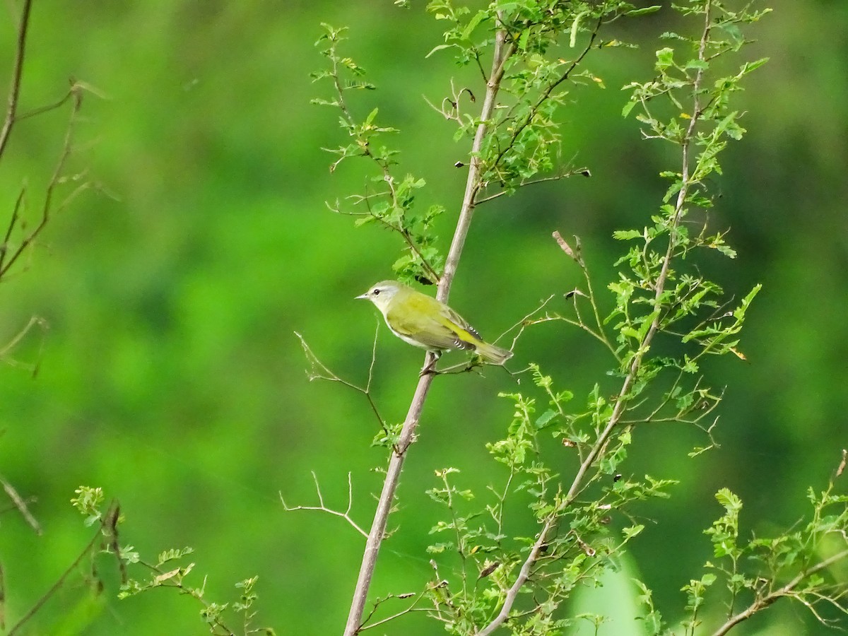 Tennessee Warbler - ML645192581