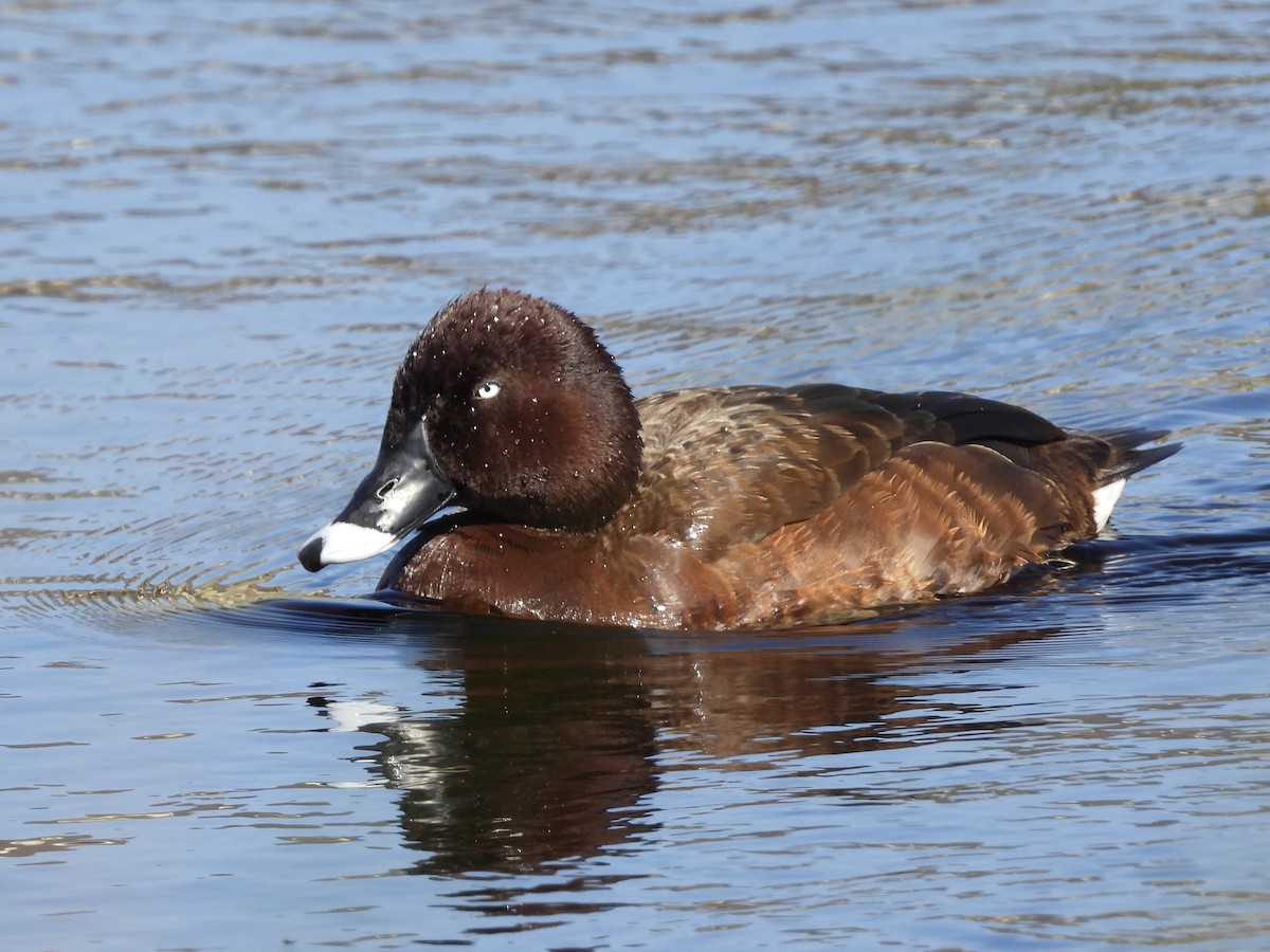 Hardhead - ML645192582