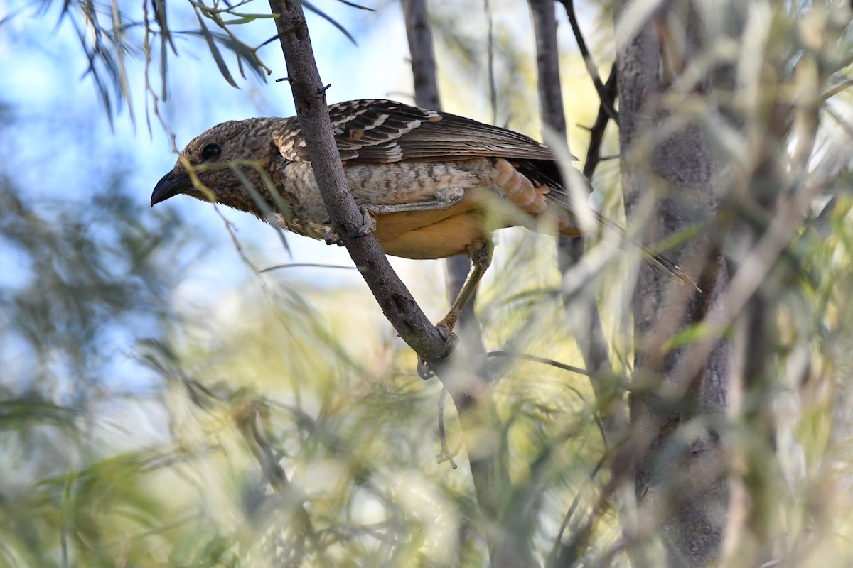 Spotted Bowerbird - ML645192583