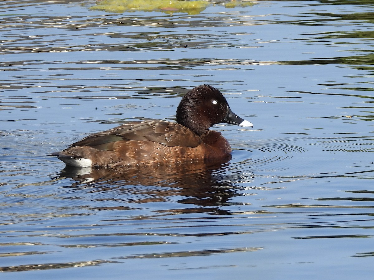 Hardhead - ML645192584