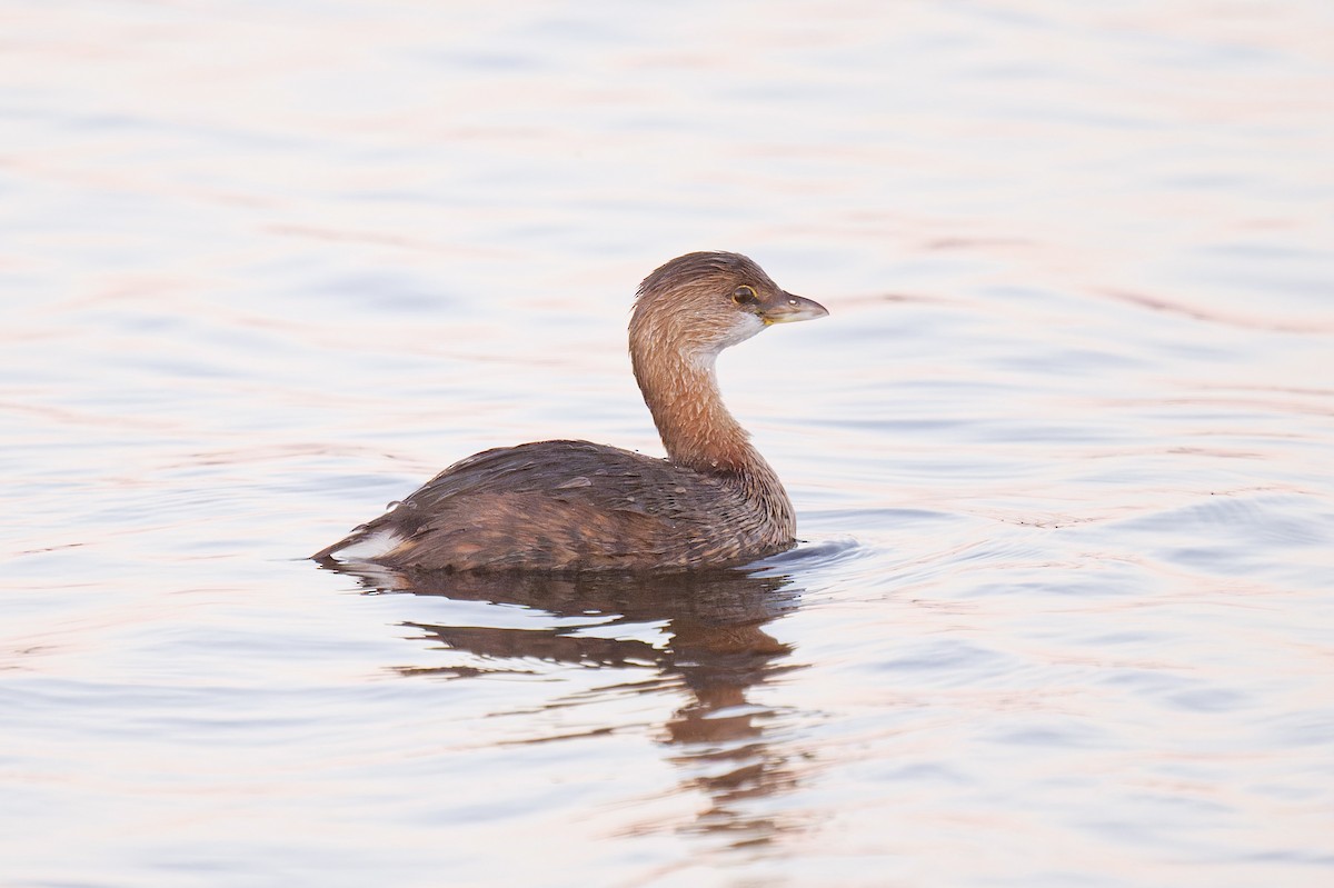 Pied-billed Grebe - ML645192585