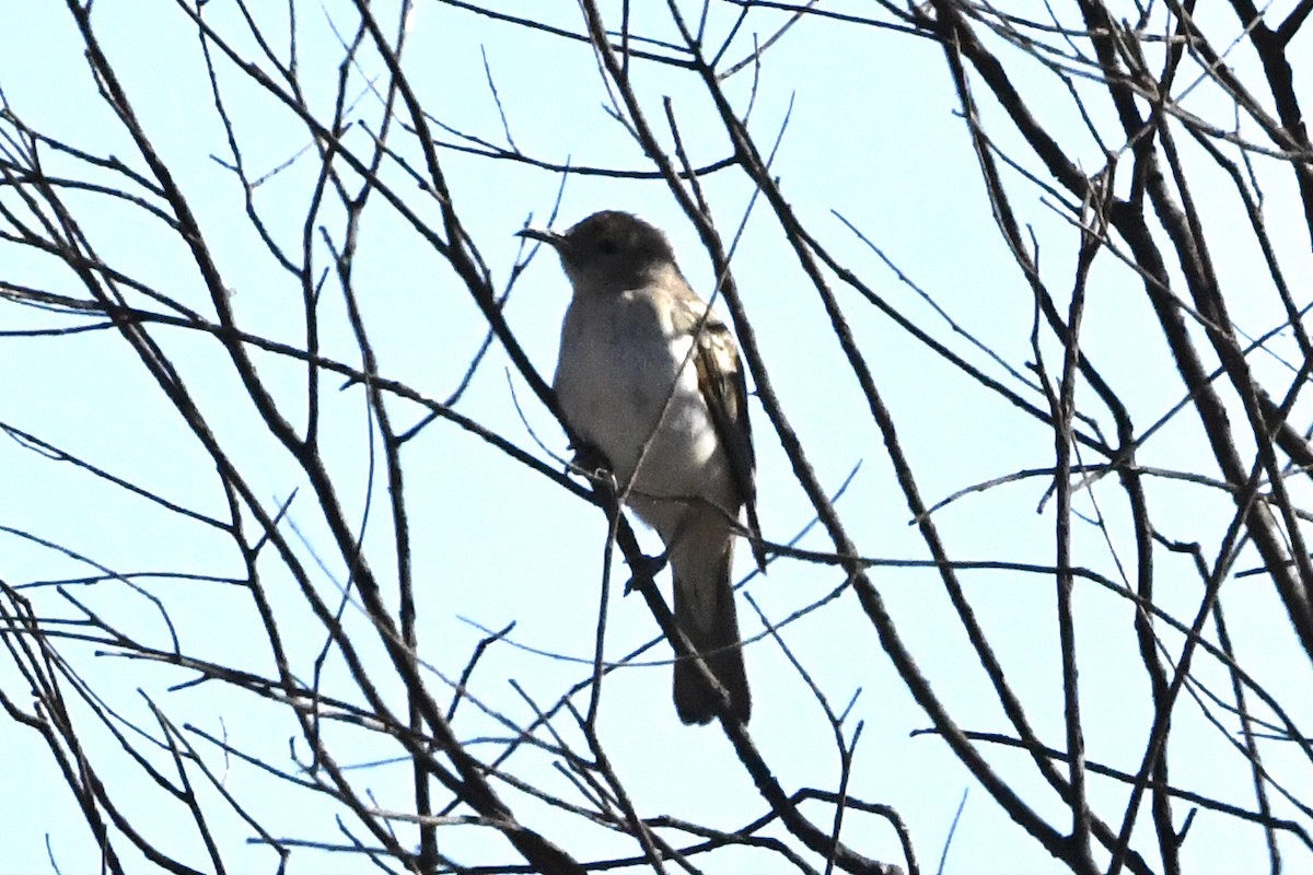 Pied Honeyeater - ML645192586