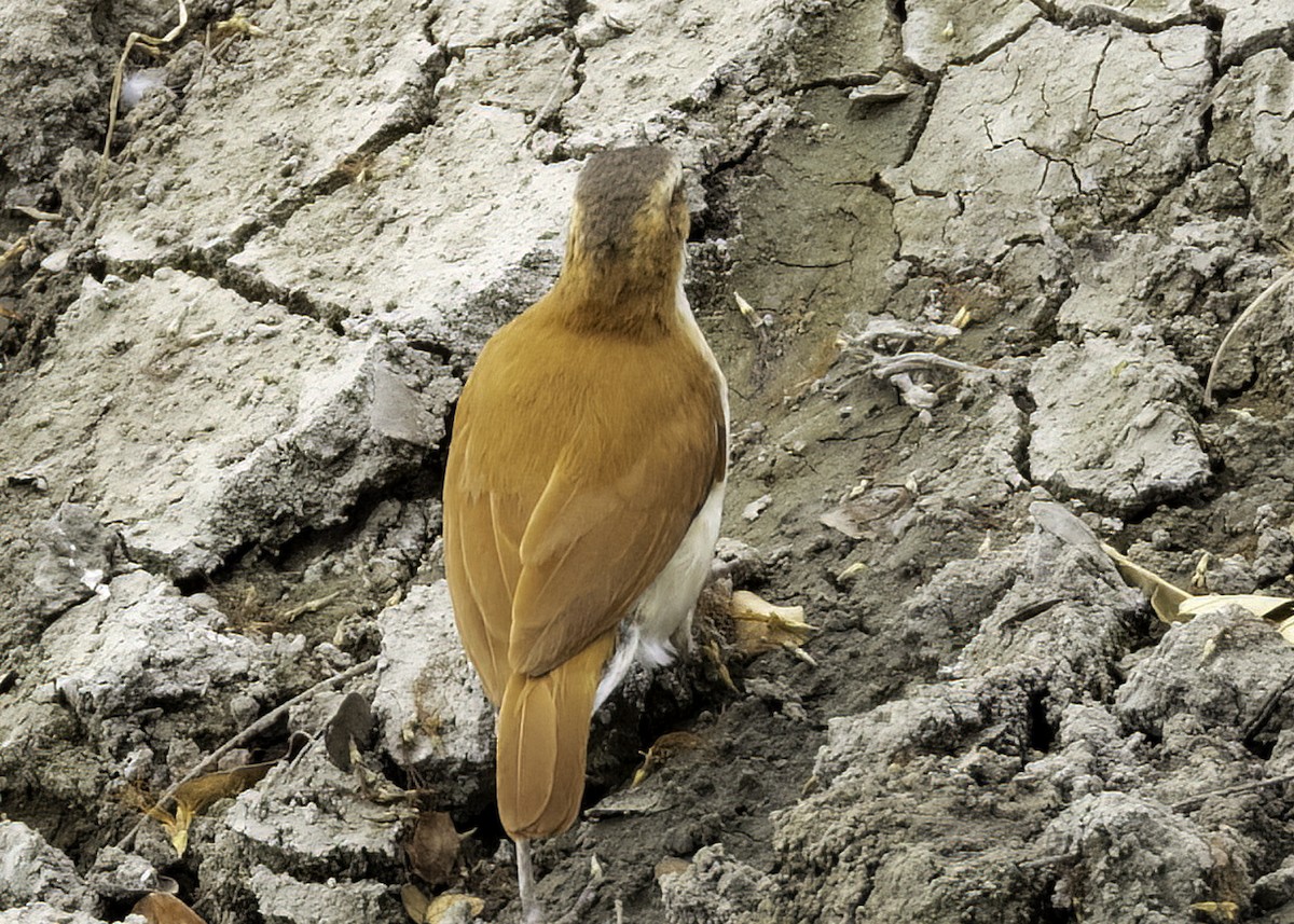 Pacific Hornero - ML645192587