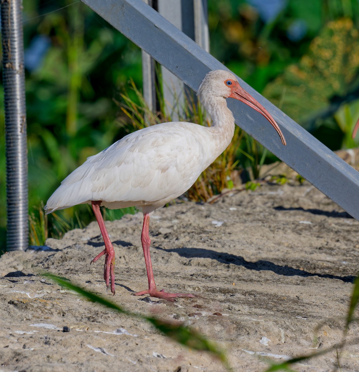White Ibis - ML645192588
