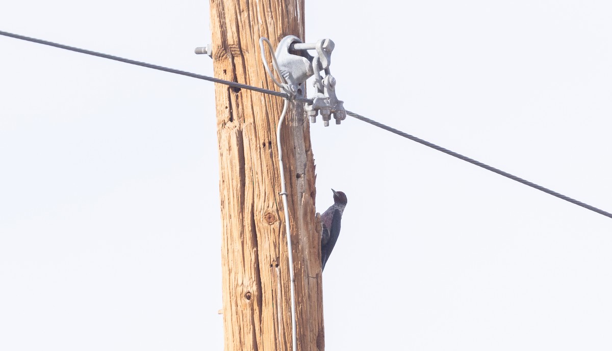 Lewis's Woodpecker - ML645192591