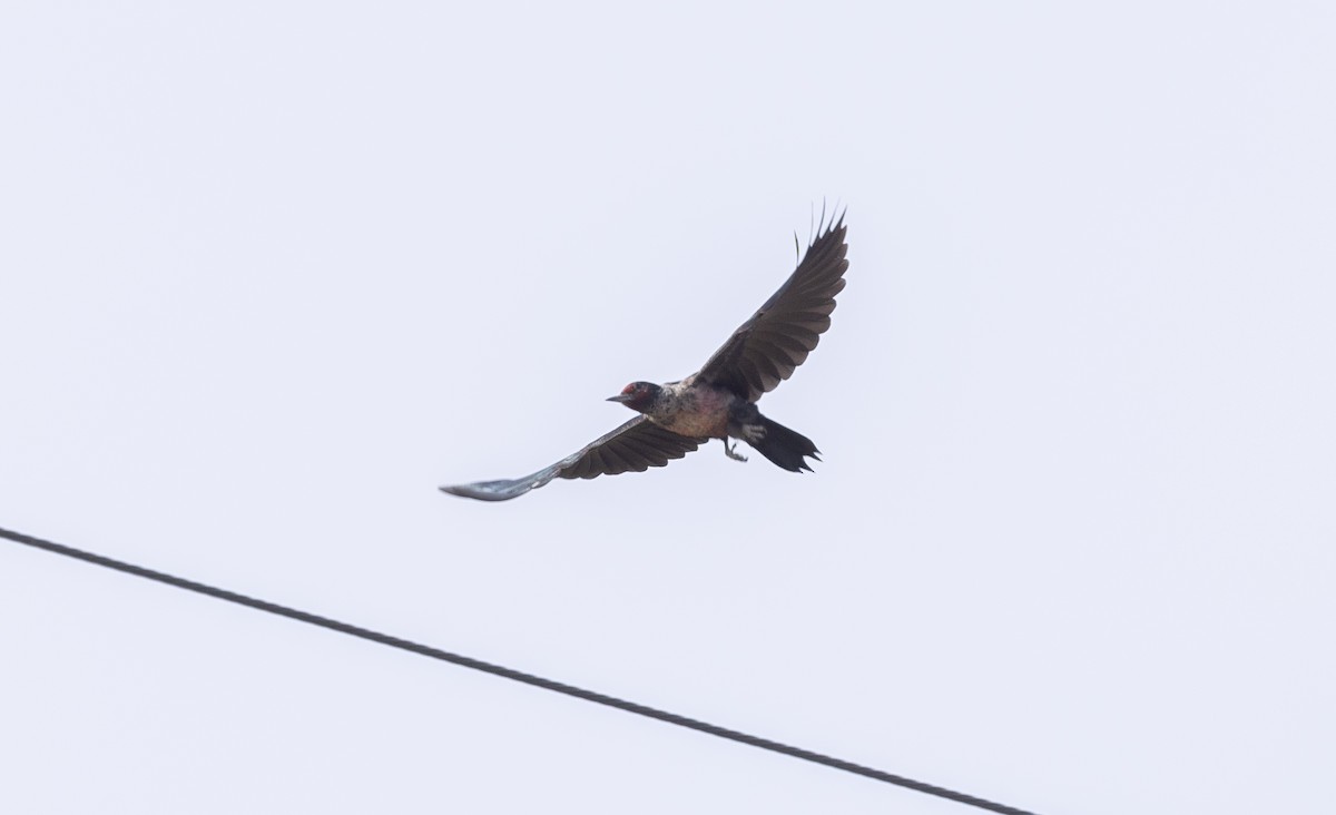 Lewis's Woodpecker - ML645192592