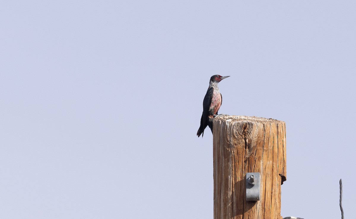 Lewis's Woodpecker - ML645192595