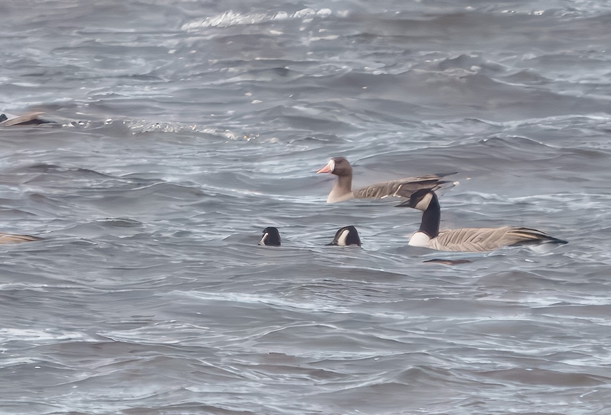 Greater White-fronted Goose - ML645192606