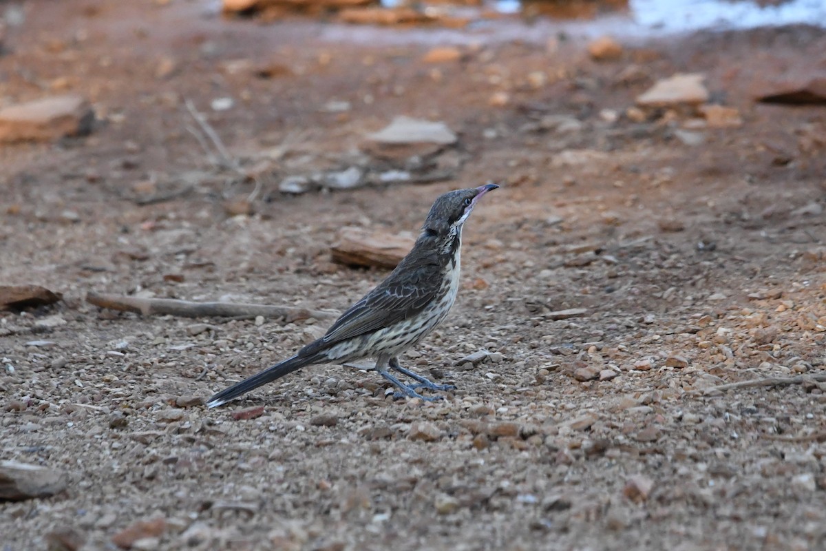 Diken Yanaklı Balkuşu - ML645192609