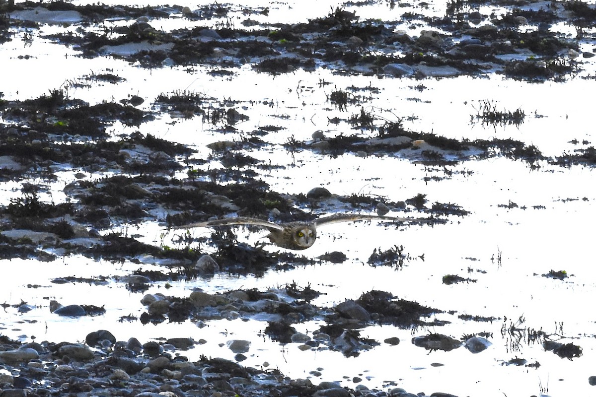 Short-eared Owl - ML645192610