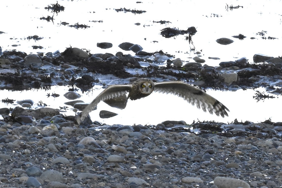 Short-eared Owl - ML645192611
