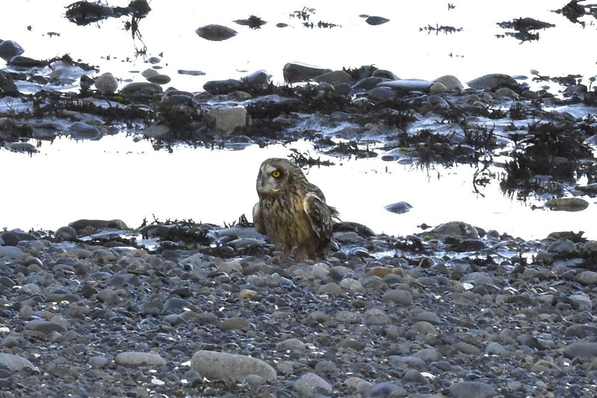 Short-eared Owl - ML645192612