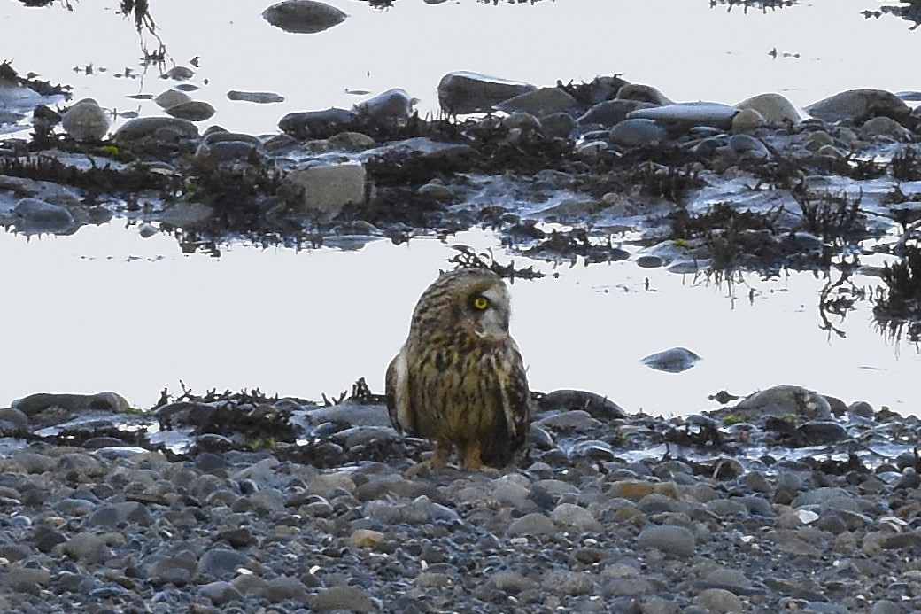 Short-eared Owl - ML645192613