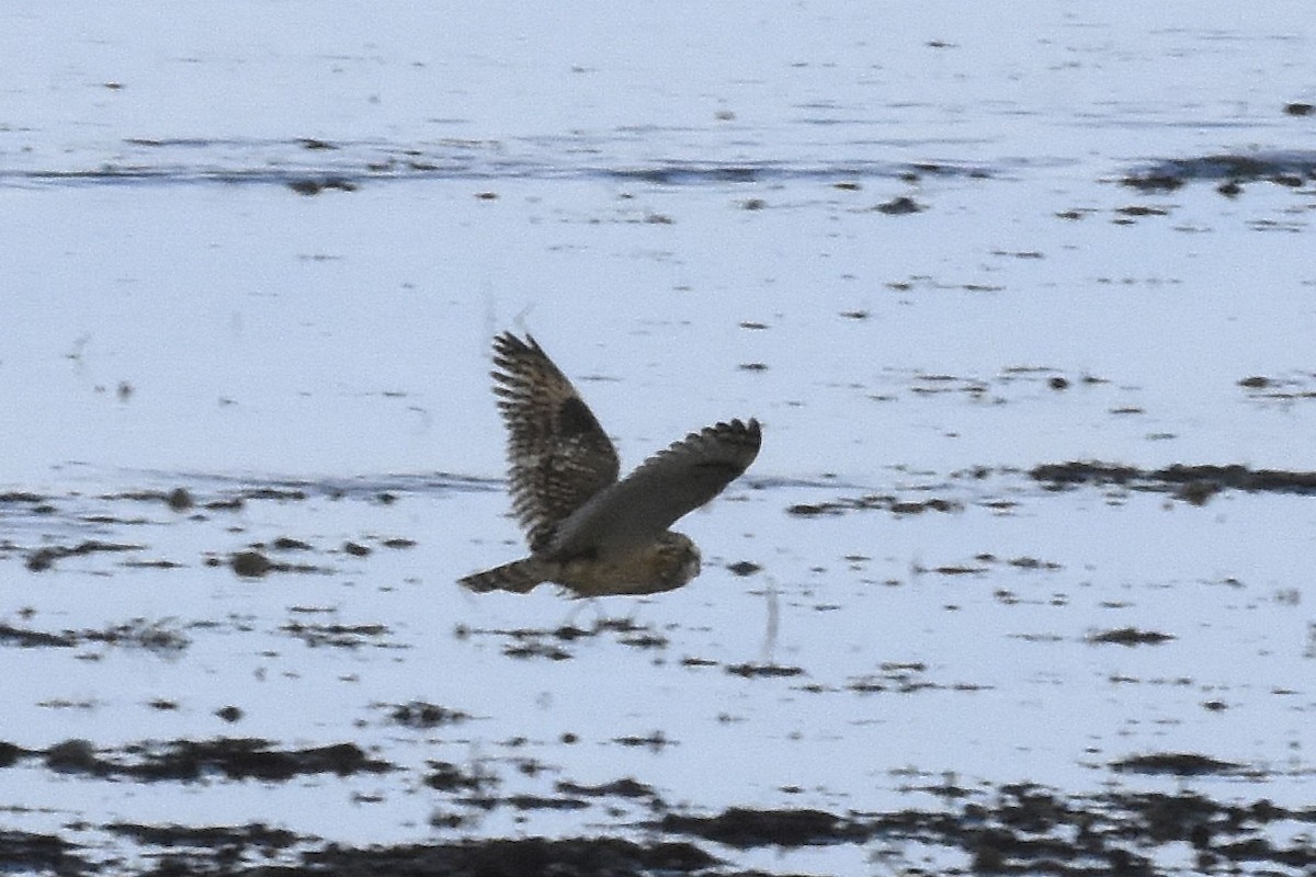 Short-eared Owl - ML645192614