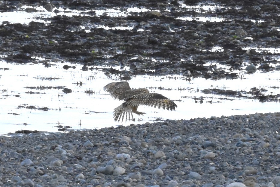 Short-eared Owl - ML645192615