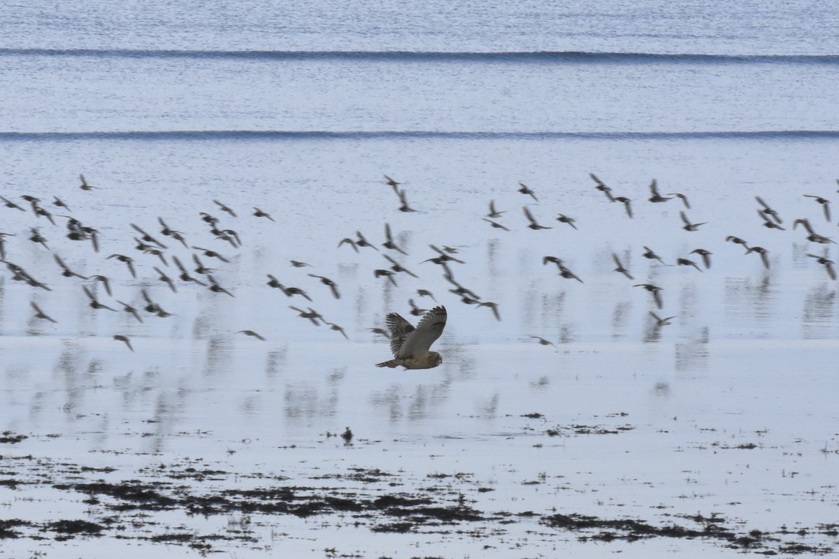 Short-eared Owl - ML645192616