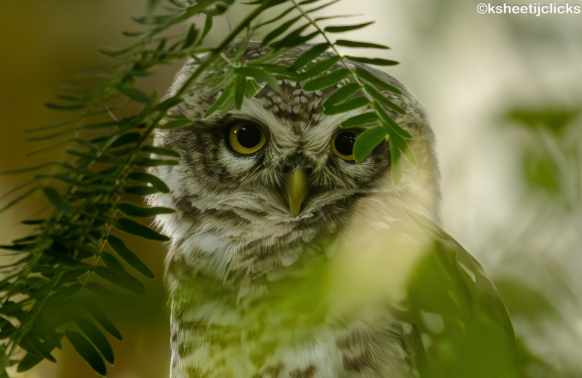 Spotted Owlet - ML645192617