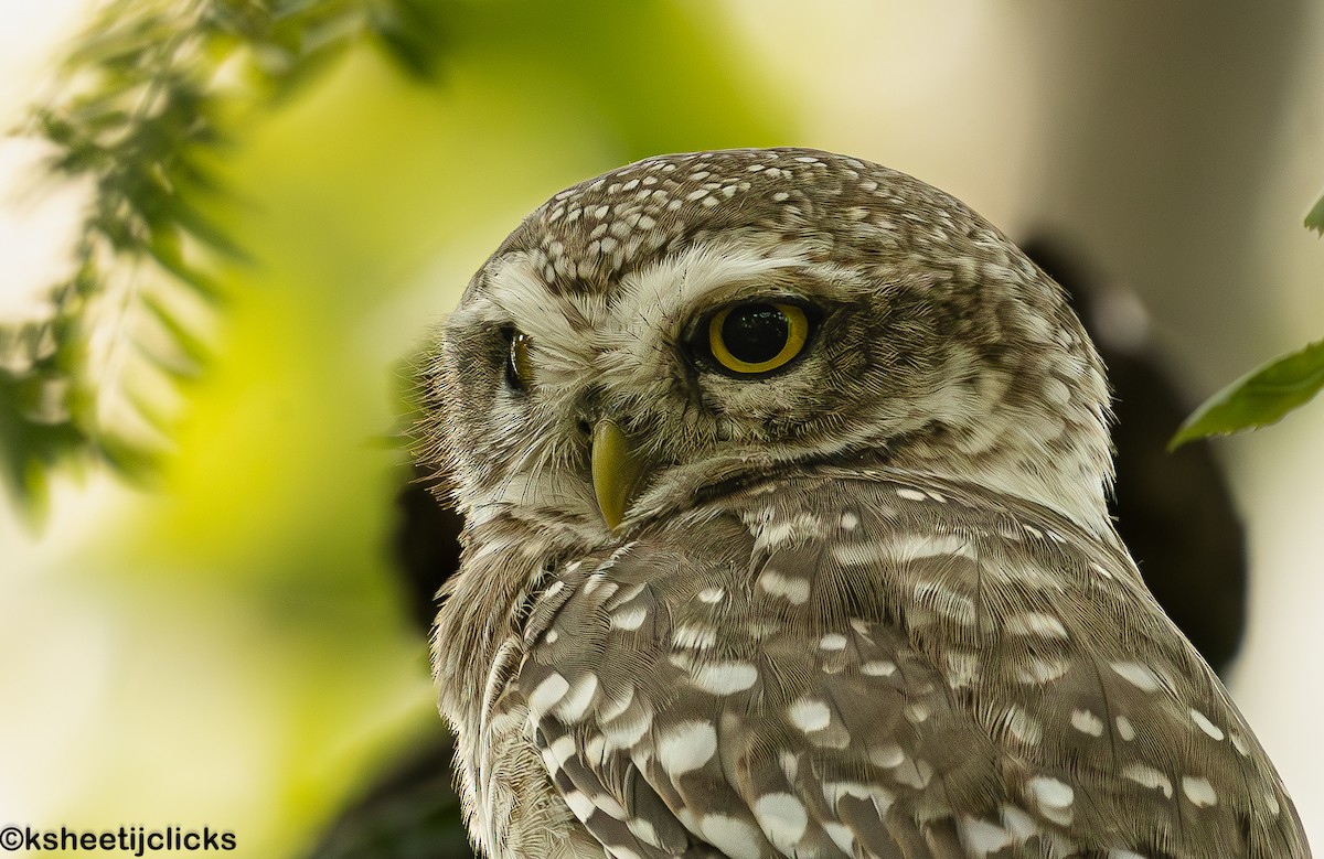 Spotted Owlet - ML645192619