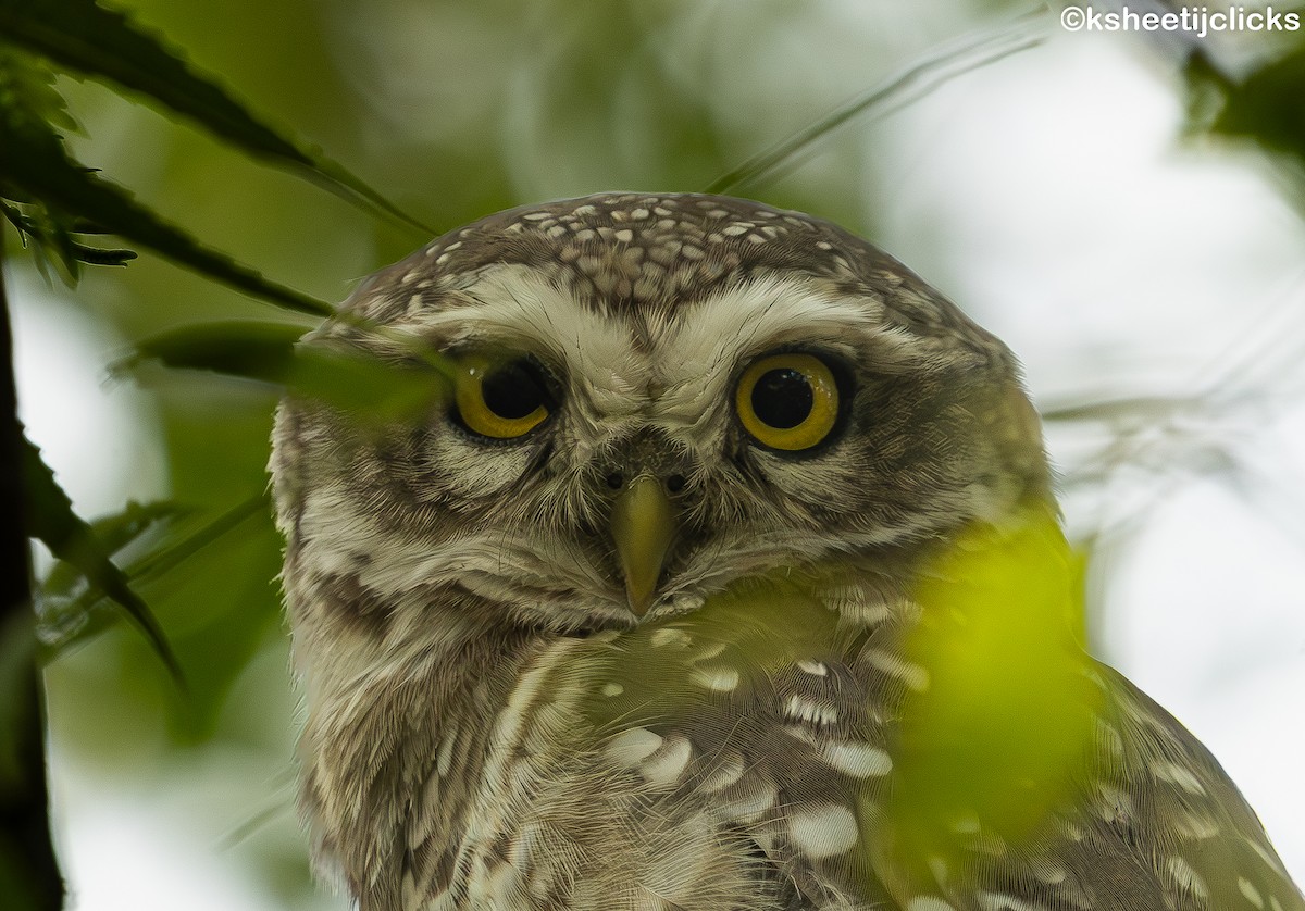 Spotted Owlet - ML645192620
