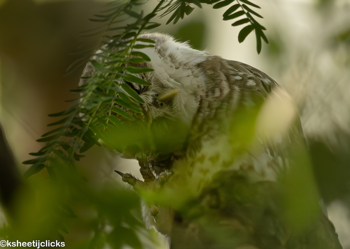 Spotted Owlet - ML645192621