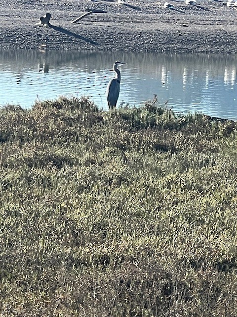 Great Blue Heron - ML645192624