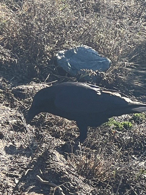 krkavec velký - ML645192627