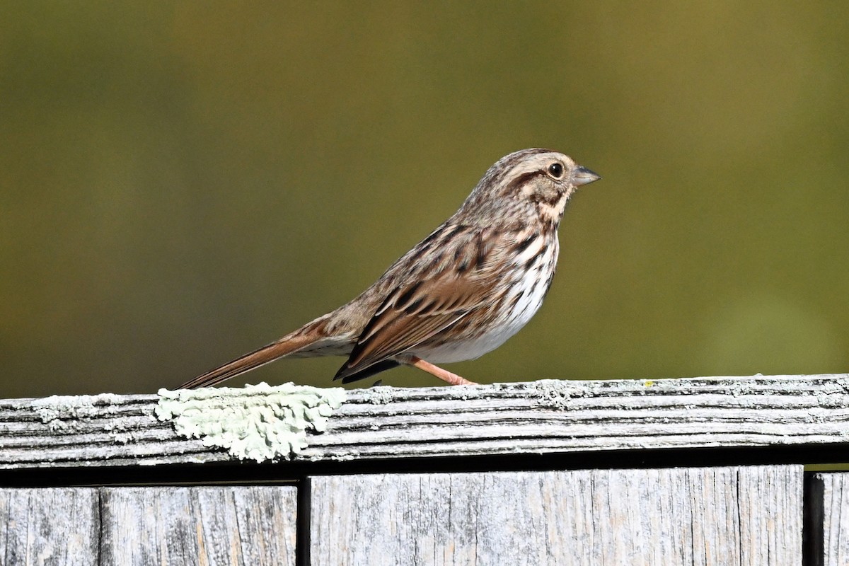 Song Sparrow - ML645192628